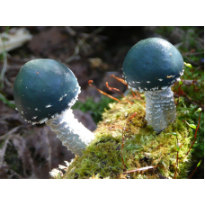 Мицелий Строфарии сине-зеленой / Псилоцибе аеругиноса (Stropharia aeruginosa)